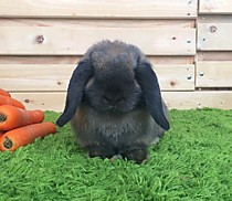 Производители породы Miniature Lop